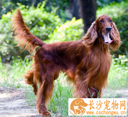 爱尔兰雪达犬智商 过多依赖于驯养者
