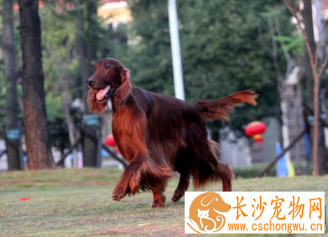 爱尔兰雪达犬智商 过多依赖于驯养者
