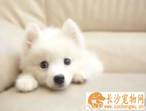 银狐犬配种 银狐犬狗窝的保养方法