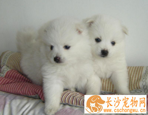 银狐犬配种 银狐犬狗窝的保养方法