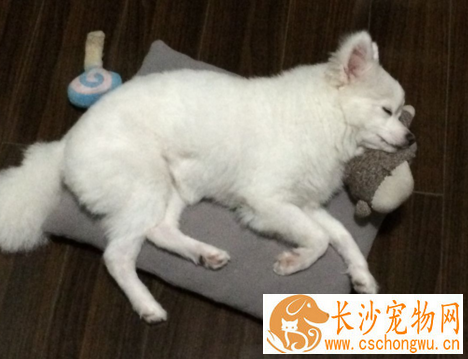 银狐犬配种 银狐犬狗窝的保养方法