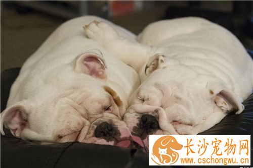英国斗牛犬臭吗 一种非常的气味