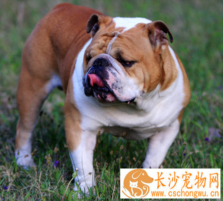 英国斗牛犬臭吗 一种非常的气味