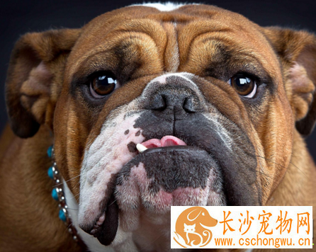 英国斗牛犬臭吗 一种非常的气味