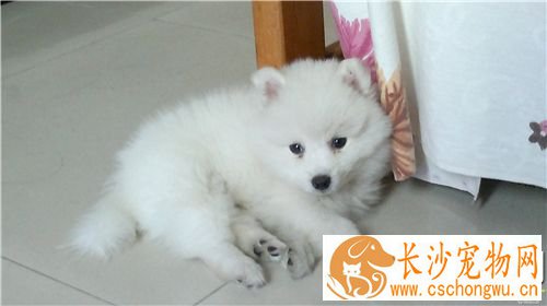 银狐犬能吃玉米面粥吗 不能吃高糖