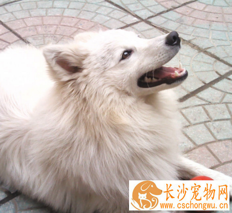 银狐犬能吃玉米面粥吗 不能吃高糖