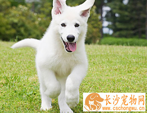 银狐犬能吃玉米面粥吗 不能吃高糖