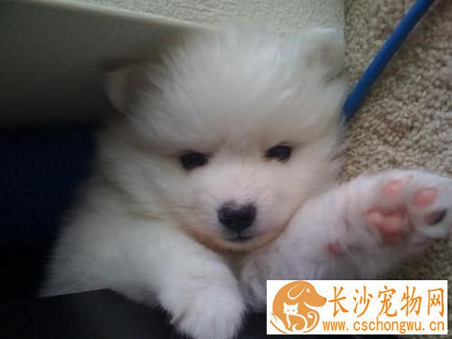 银狐犬只吃肉不吃狗粮怎么办 先饿它