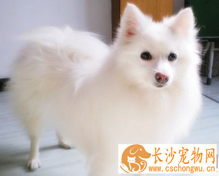 银狐犬只吃肉不吃狗粮怎么办 先饿它