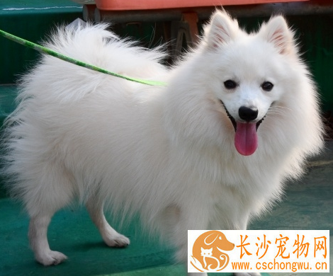 银狐犬只吃肉不吃狗粮怎么办 先饿它