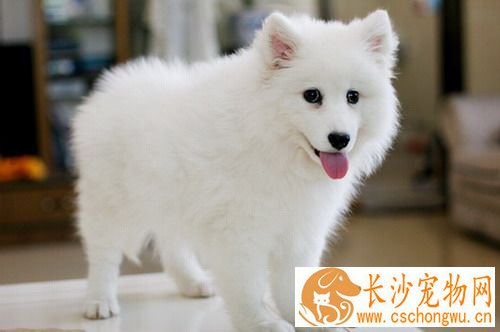 银狐犬几月份发情 一年发情两次