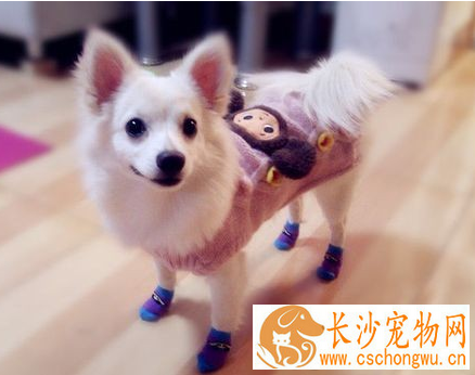 银狐犬几月份发情 一年发情两次