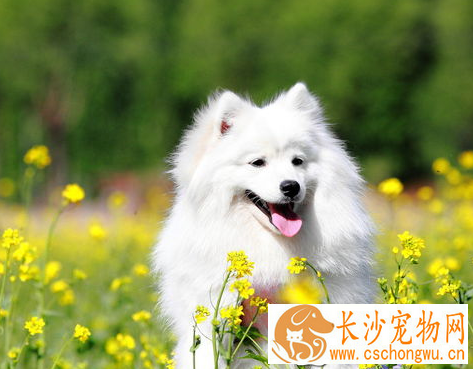 银狐犬几月份发情 一年发情两次