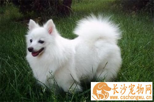 银狐犬饮食的注意点 食用的食物范围很广