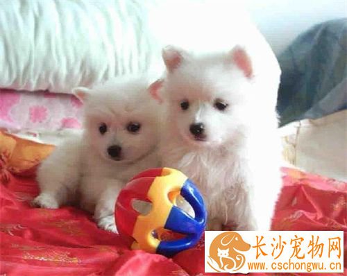 银狐犬特征 银狐犬的步态骄傲