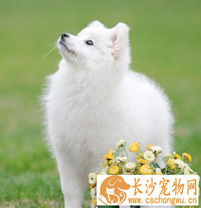 银狐犬特征 银狐犬的步态骄傲