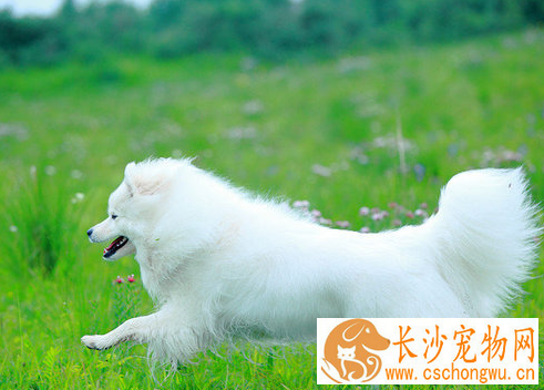 银狐犬特征 银狐犬的步态骄傲
