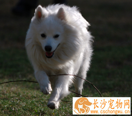 银狐犬饮食的注意点 食用的食物范围很广