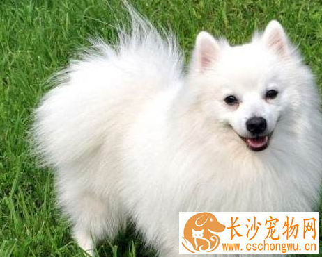 银狐犬饮食的注意点 食用的食物范围很广