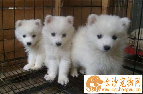 银狐犬体味掉毛 加上一些健康狗粮