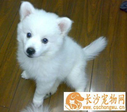 银狐犬体味掉毛 加上一些健康狗粮