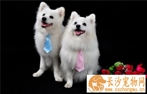 银狐犬口臭怎么办 可能患有口腔炎症