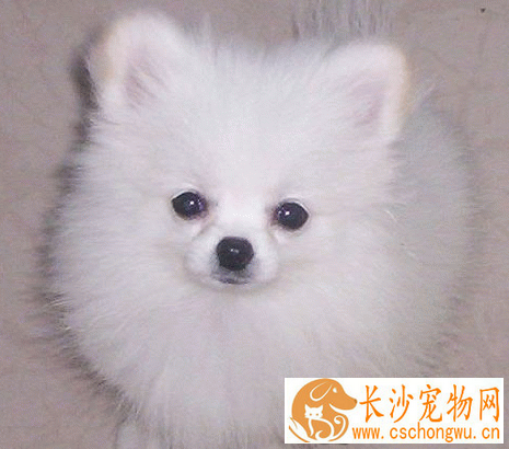 银狐犬口臭怎么办 可能患有口腔炎症
