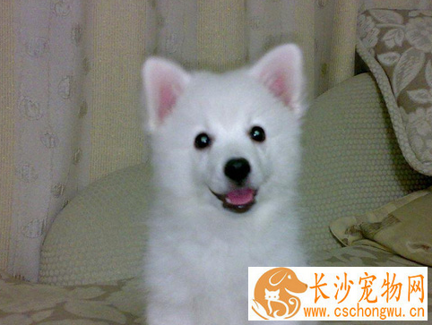 银狐犬口臭怎么办 可能患有口腔炎症