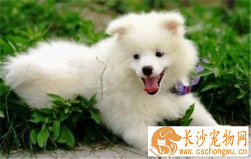 银狐犬特点 体长稍大于体高