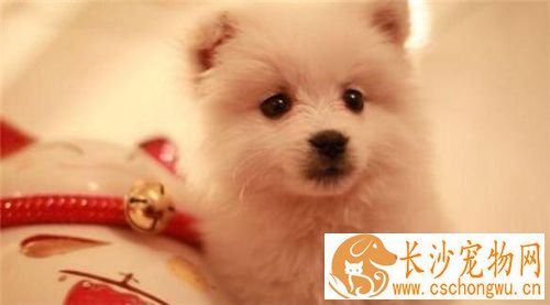 银狐犬哪些东西不能吃 生或熟的肝脏
