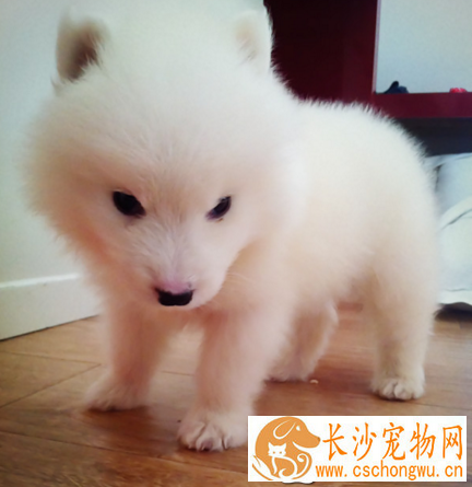 银狐犬哪些东西不能吃 生或熟的肝脏