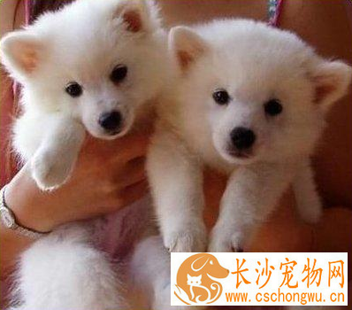 银狐犬哪些东西不能吃 生或熟的肝脏