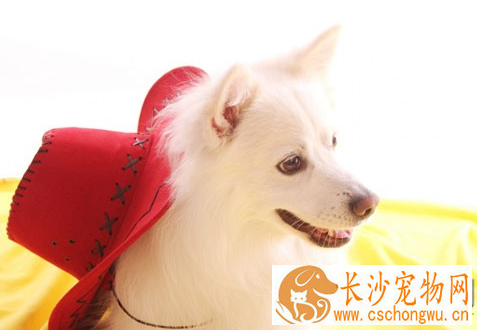 银狐犬特点 体长稍大于体高