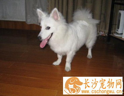 银狐犬特点 体长稍大于体高