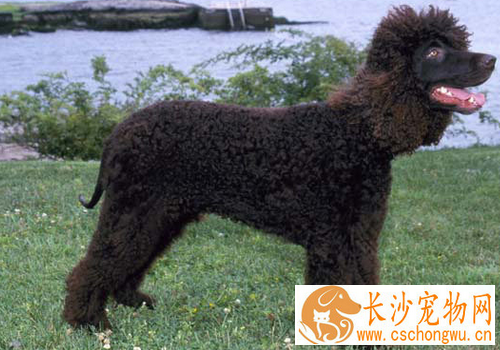 爱尔兰水猎犬爱吃什么 和不能吃的东西
