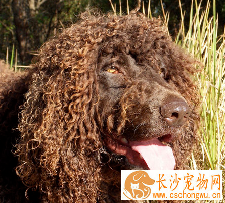 爱尔兰水猎犬爱吃什么 和不能吃的东西