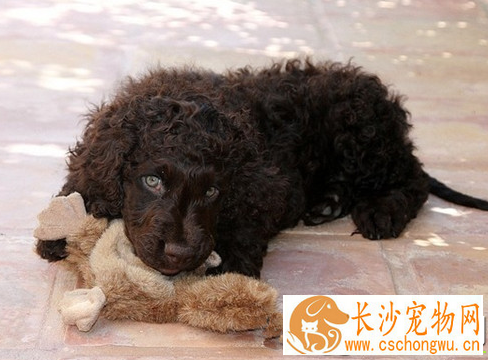 爱尔兰水猎犬爱吃什么 和不能吃的东西