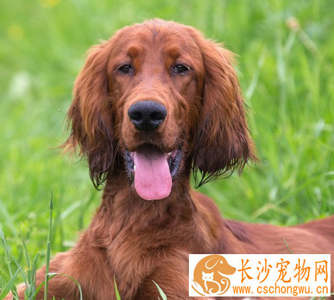 爱尔兰水猎犬耐寒程度 有比较厚实的毛发