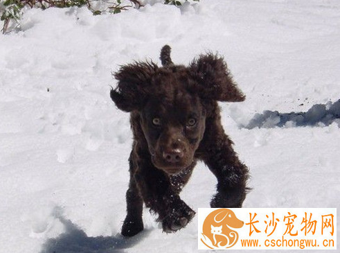 爱尔兰水猎犬耐寒程度 有比较厚实的毛发