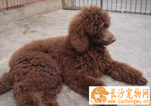 爱尔兰雪达犬掉毛程度 以及毛发护理