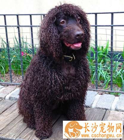 爱尔兰雪达犬掉毛程度 以及毛发护理