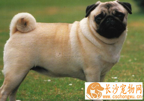 巴哥犬得了皮肤病 缺乏抵抗力或免疫力下降