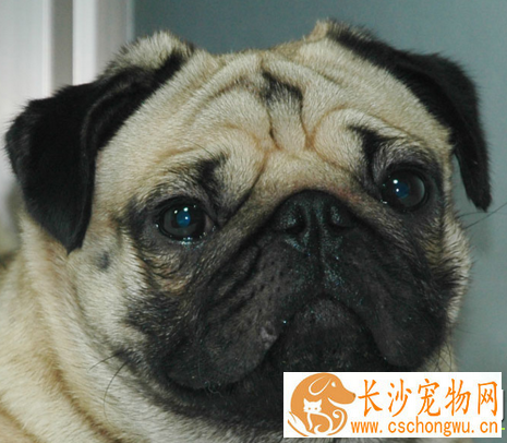 巴哥犬得了皮肤病 缺乏抵抗力或免疫力下降