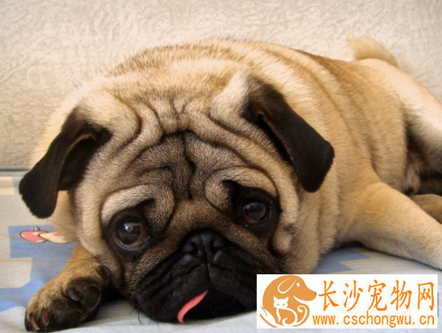 巴哥犬得了皮肤病 缺乏抵抗力或免疫力下降