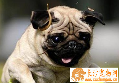 巴哥犬的褶子长多久 外观呈正方形且短胖