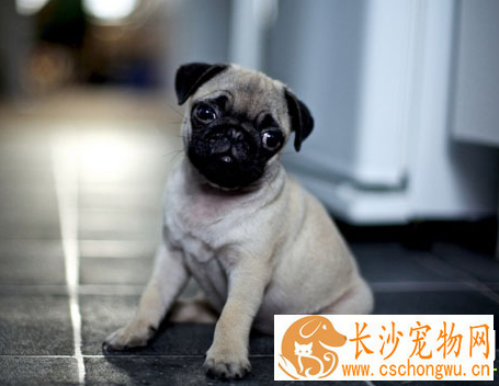 巴哥犬的褶子长多久 外观呈正方形且短胖