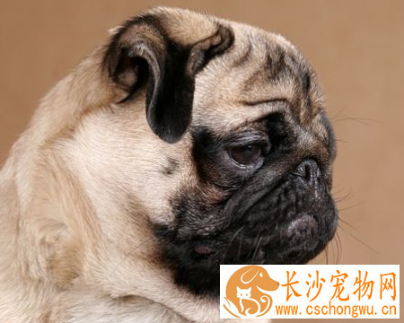 巴哥犬的褶子长多久 外观呈正方形且短胖