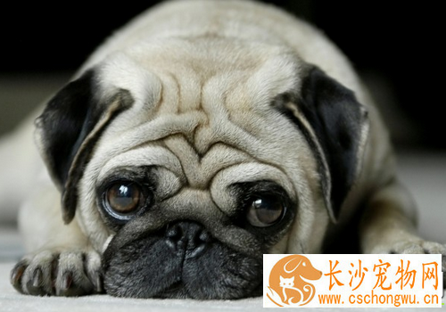 巴哥犬掉毛皮肤红 在春秋季巴哥犬换毛