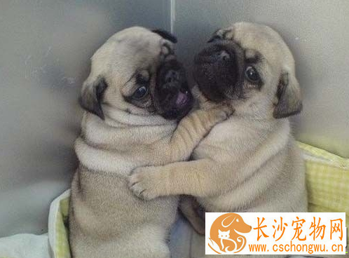 巴哥犬发抖 巴哥犬的养护知识