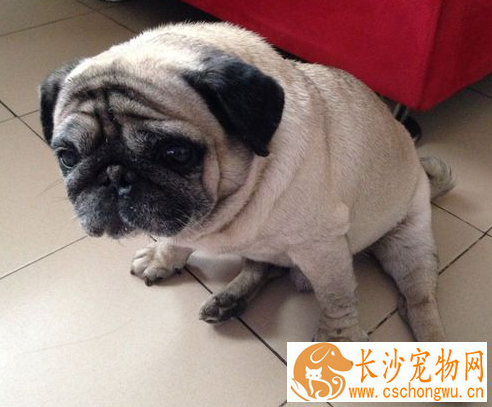 巴哥犬掉毛皮肤红 在春秋季巴哥犬换毛